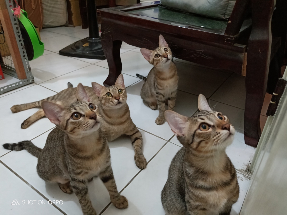 網友陳淑樺小姐提供