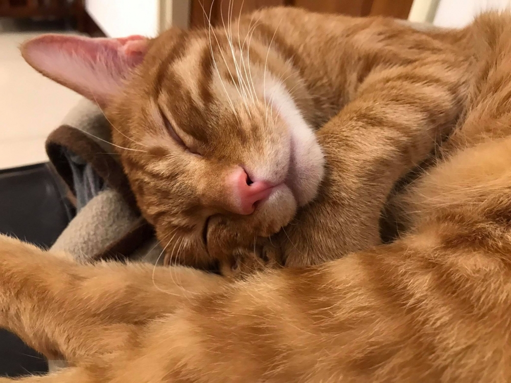 網友周承靜小姐提供