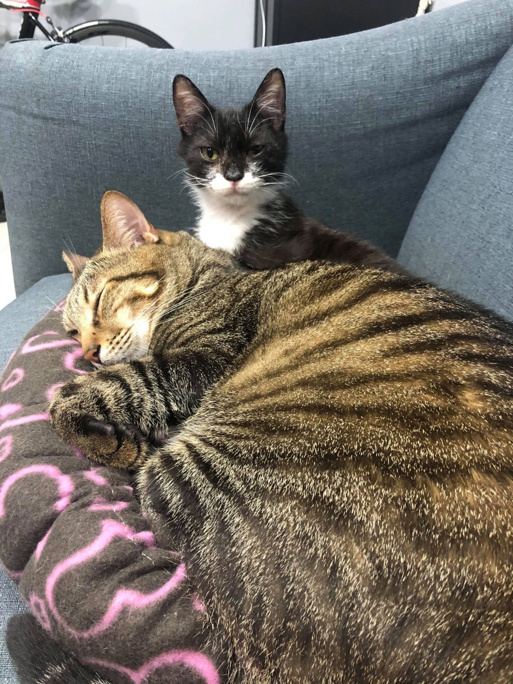 網友許心心小姐提供