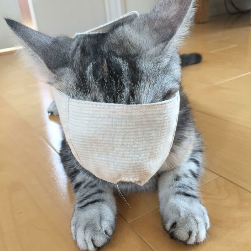 nekozuki