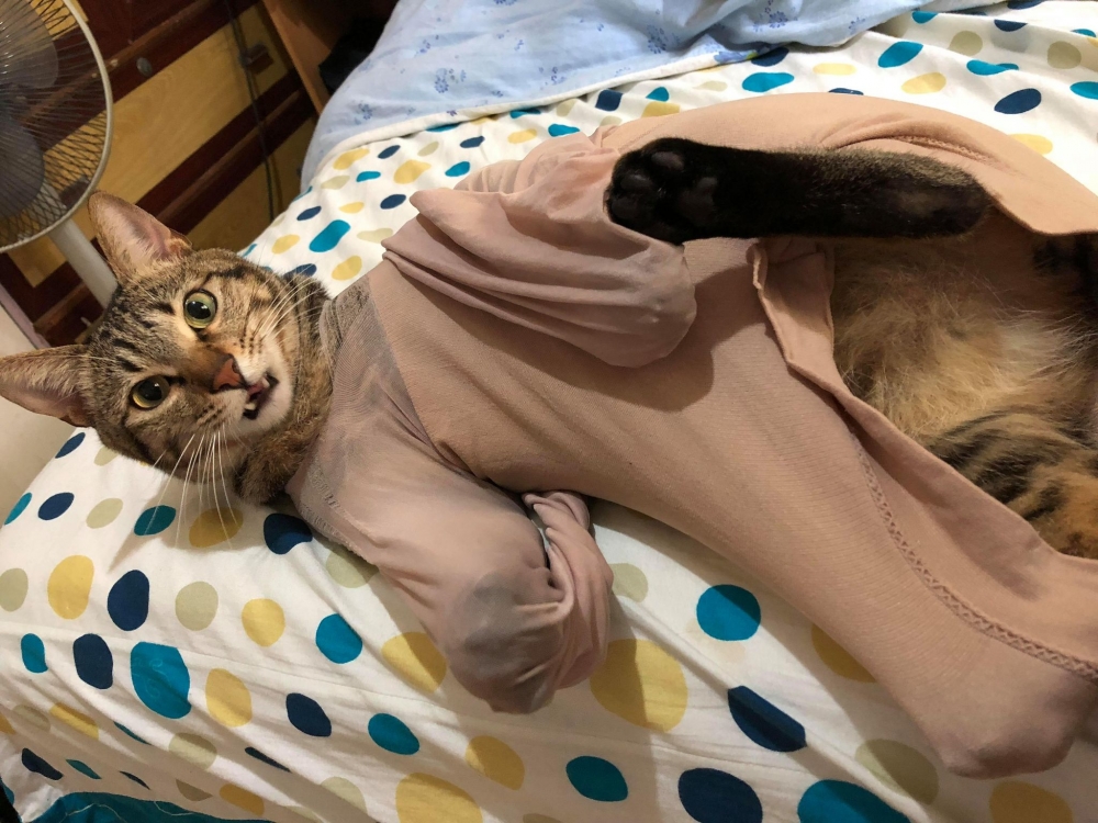 網友許心心小姐提供