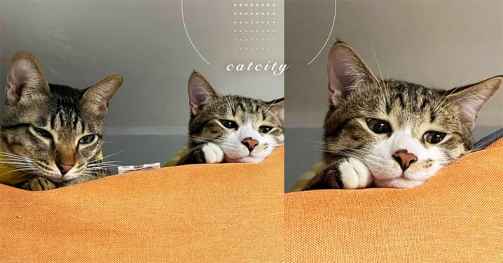 兩隻虎斑貓合照「超有戲」，右邊貓咪「饋臉凸嘴」眼神哀怨　網：有心事
