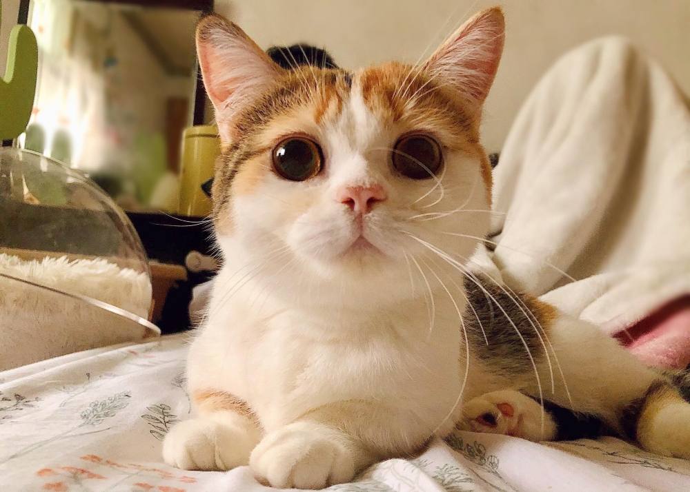 Cats & Toys - 喜歡一切讓人感到療癒的事物（ฅ'ω'ฅ）