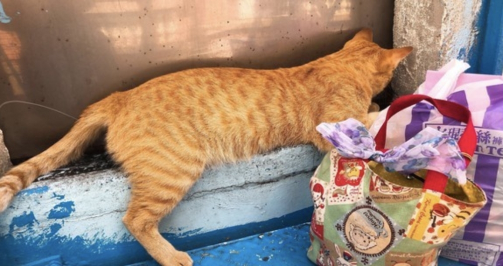 網友Niku Chen提供