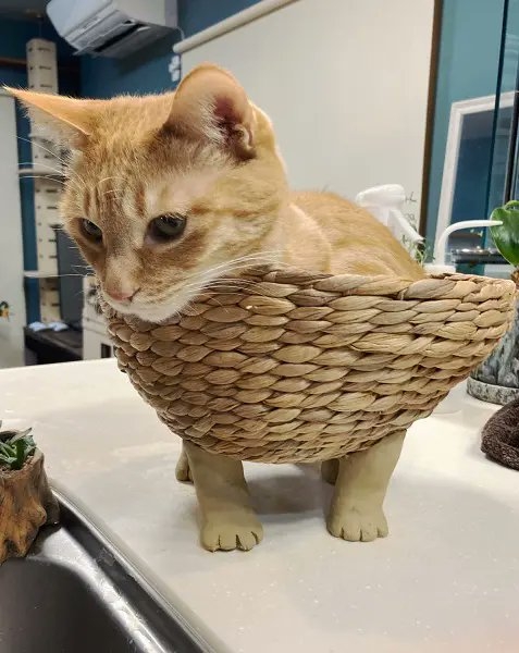 twitter @SHAKEhizi_BSK 