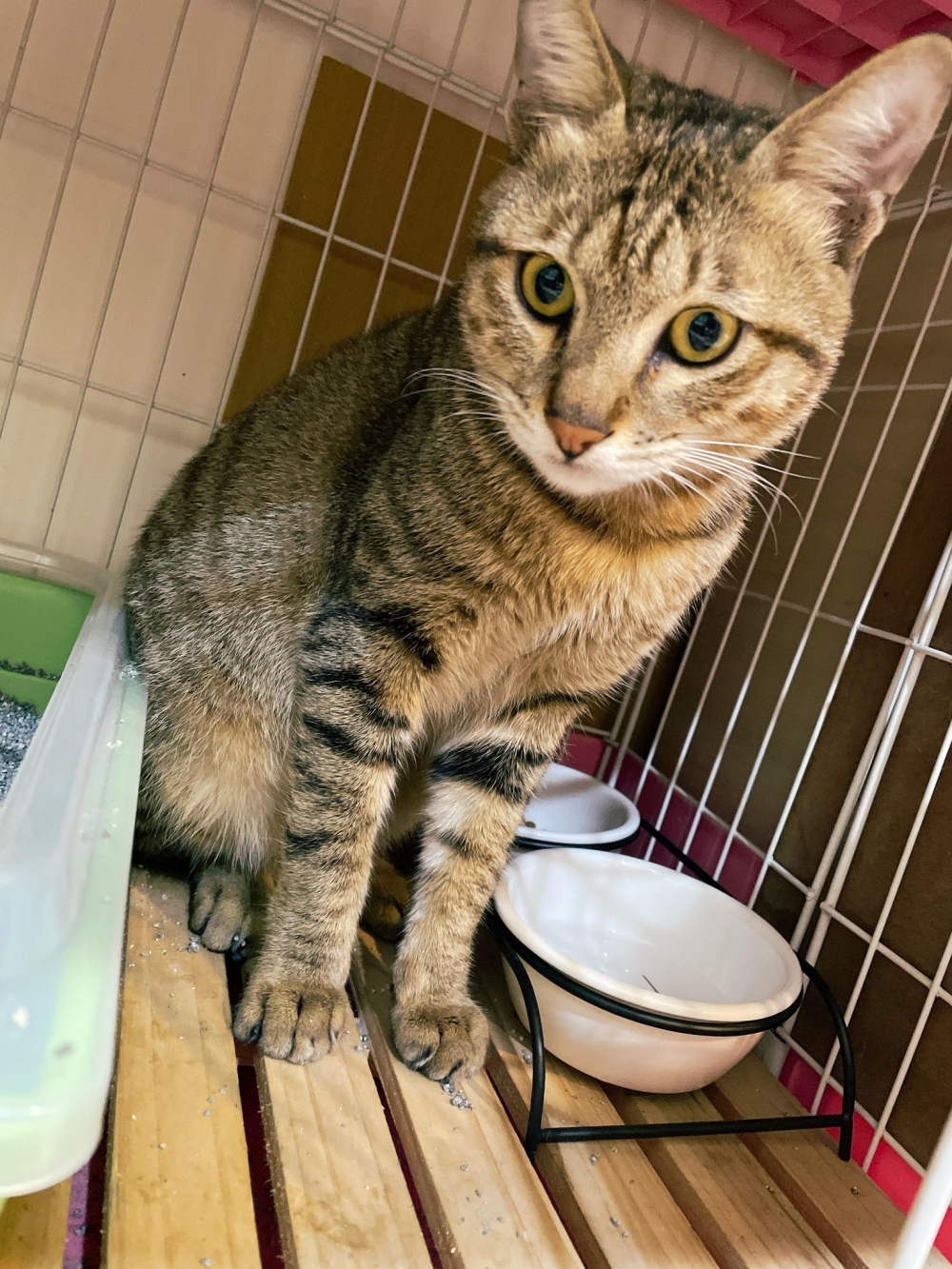 網友Jia Xuan小姐提供