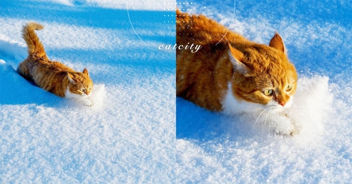 用身材鏟雪！雪地中奔馳的萌萌胖橘，網友笑翻：真重量級！