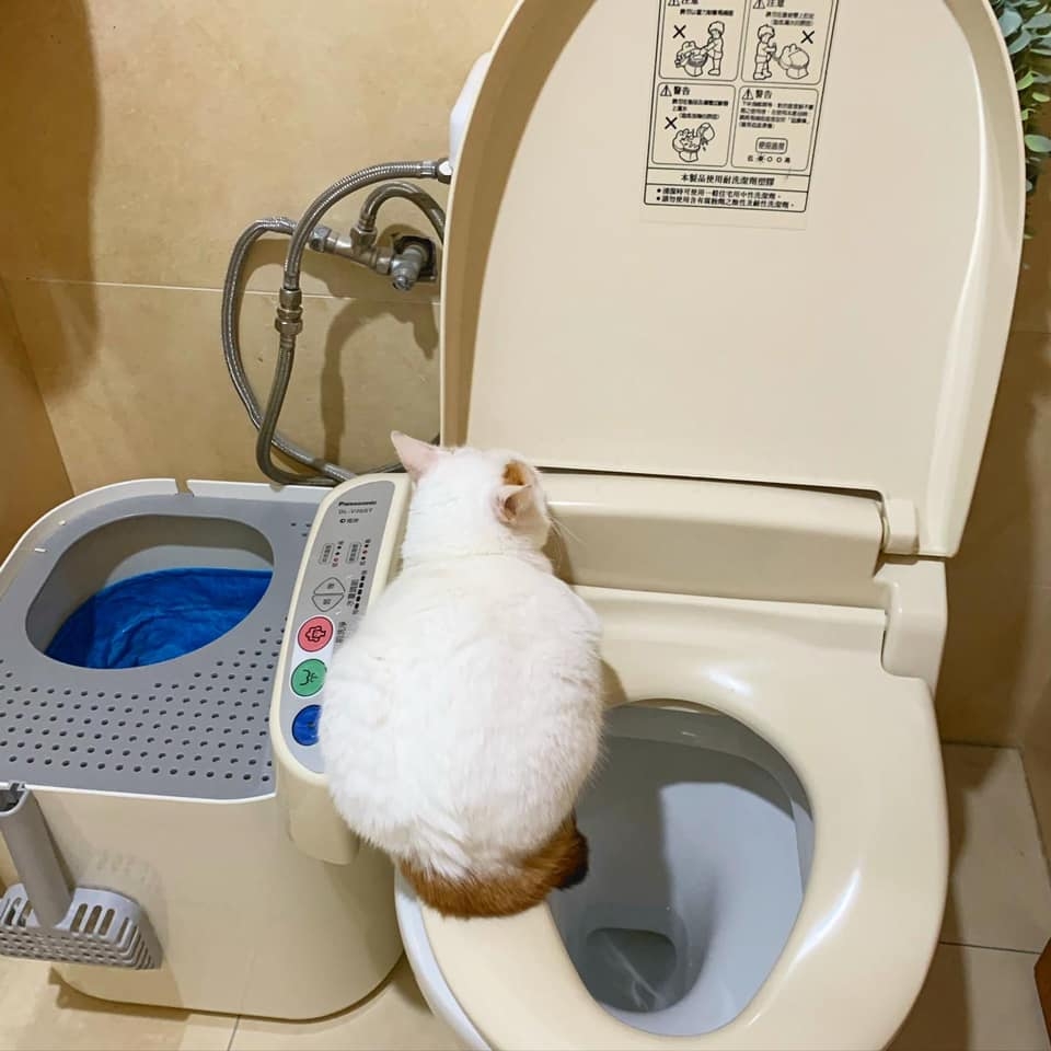 IG @tutu.meow 提供