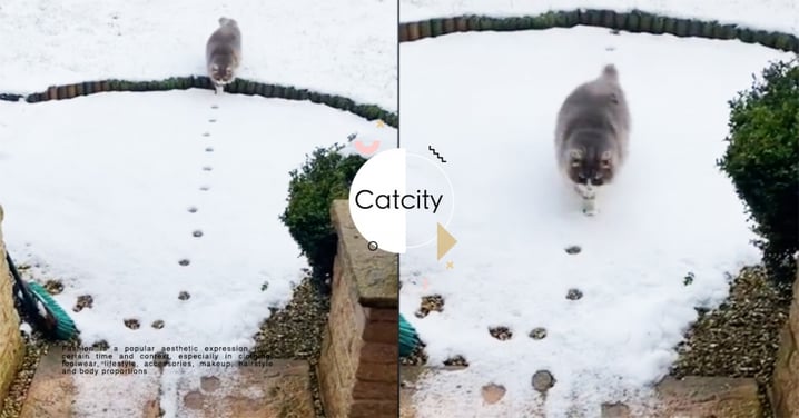 長毛貓精準踩中「雪中足跡」示範完美喵步，網笑翻：牠有強迫症