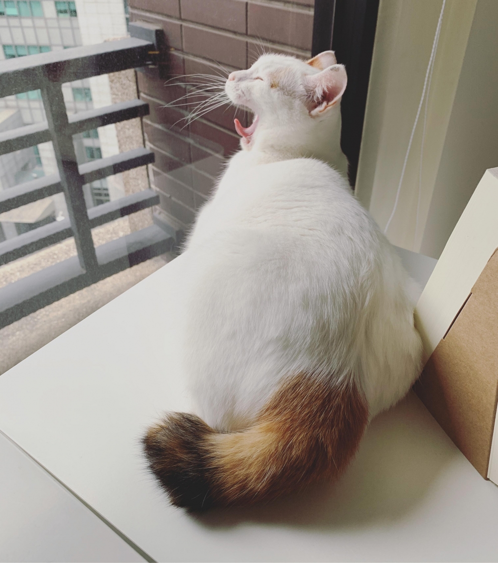 IG @tutu.meow 提供