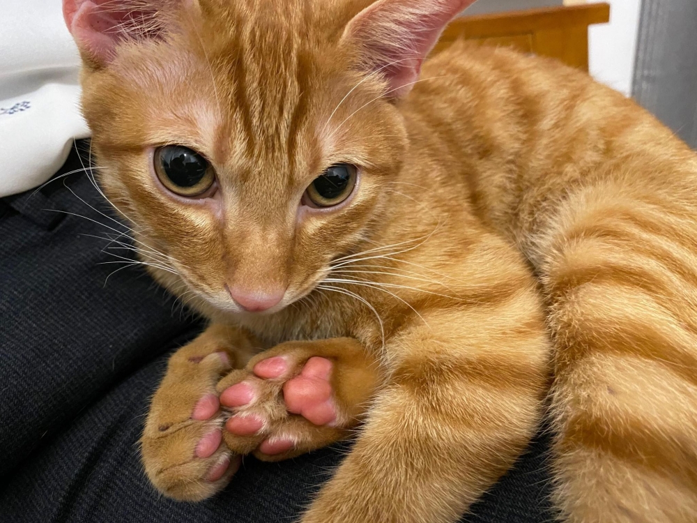 網友周承靜小姐提供