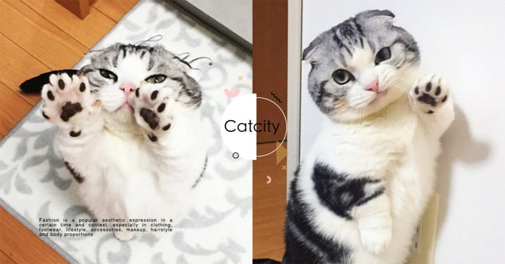 日本萌貓「伸手討抱抱」，奴才不理秒變臉「氣噗噗」　網笑：不知好歹