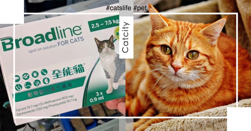 貓內外驅蟲藥 不出門也要定時驅蟲 7 種常見貓咪驅蟲藥統整清單 Catcity 貓奴日常