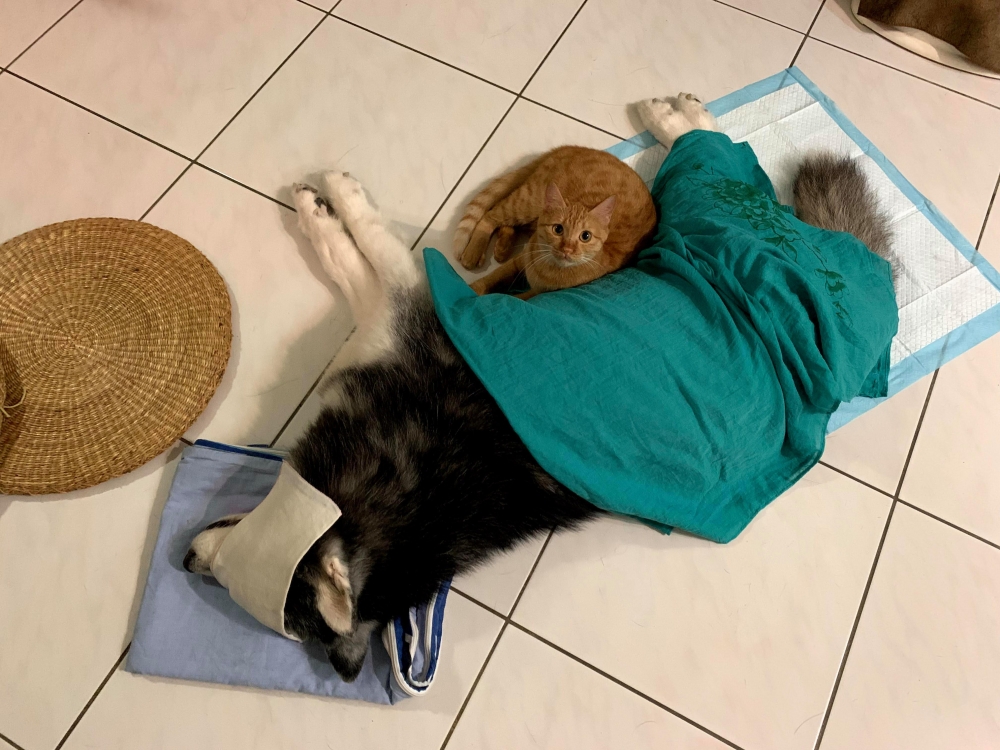 網友緒娟小姐提供