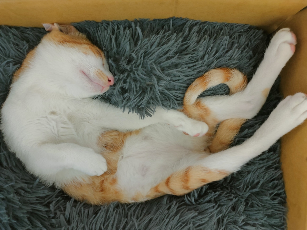 網友趙沛琪小姐提供