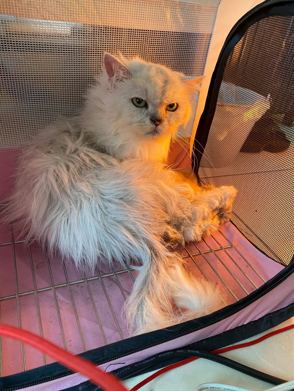 網友鄭樂慈小姐提供