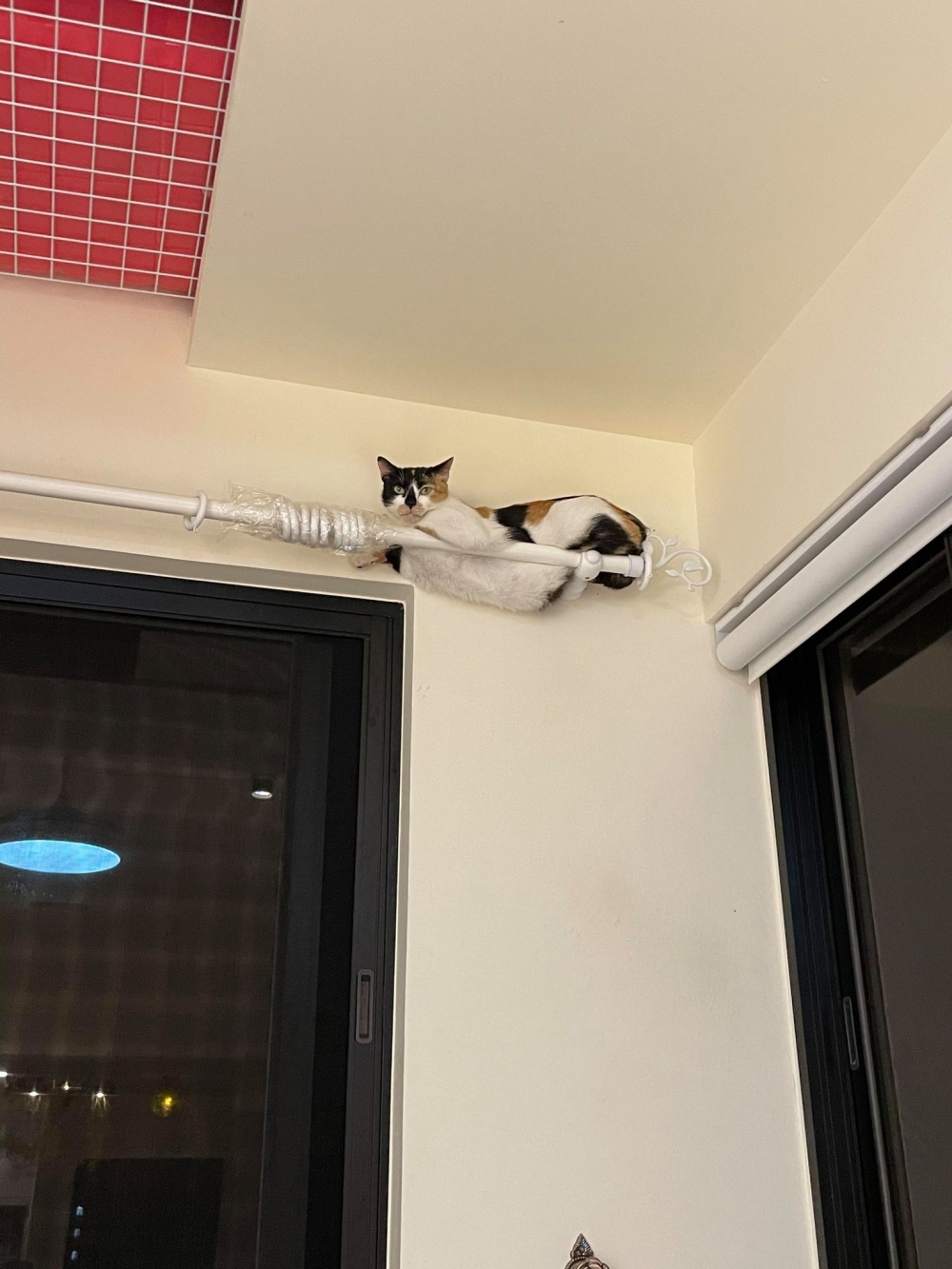 網友鄭力綺小姐提供