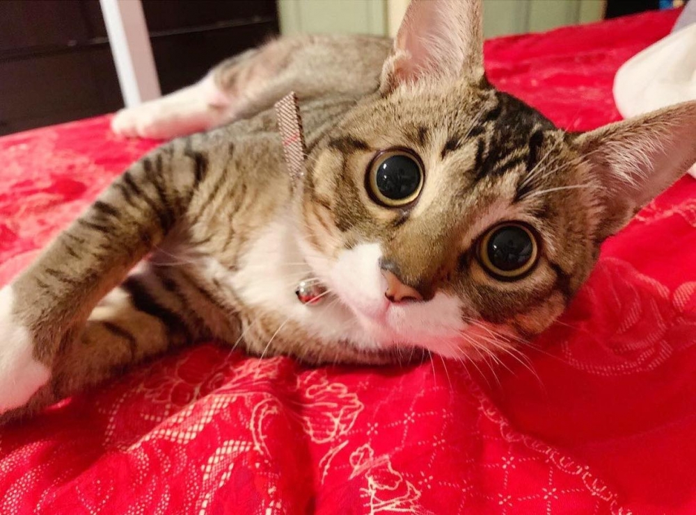 IG meow.ahchoi_siuyuk