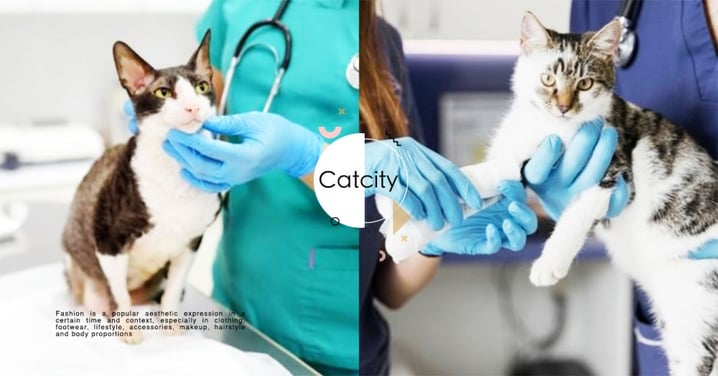 【如何讓貓不怕看獸醫】貓怕看醫生怎辦？專業獸醫推薦 4 方法，幫助克服貓的恐懼！