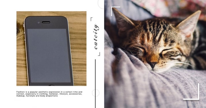 【Siri幫貓狗取名】揭秘Siri隱藏功能！香港貓社團爆紅，三個問題就能幫貓狗改名