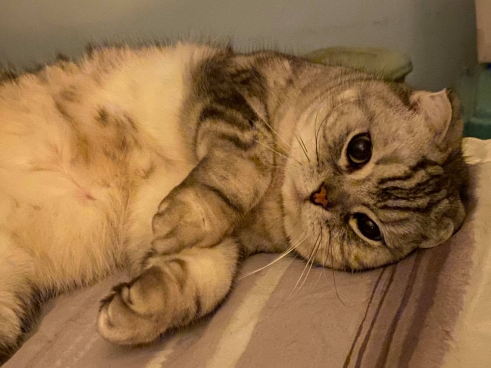 網友賴泰霖先生提供