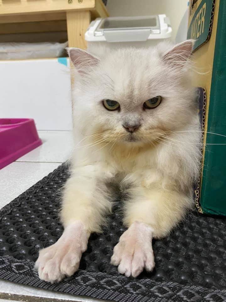 網友鄭樂慈小姐提供