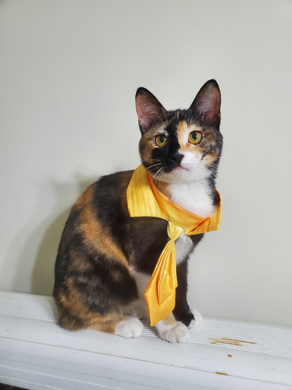 網友Lin Ruo Chiao提供