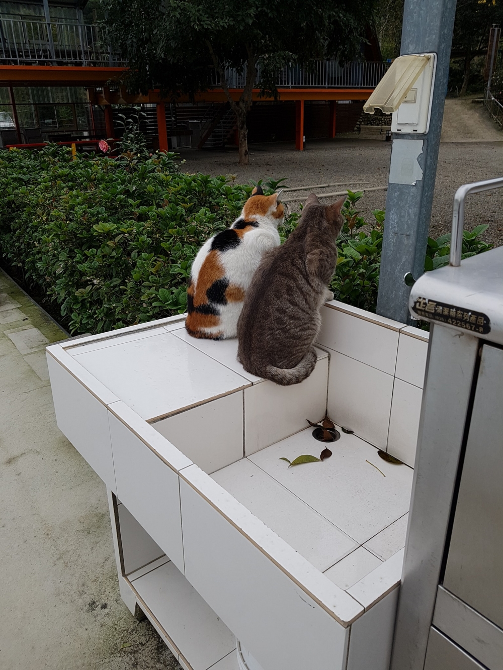 網友彭先生提供