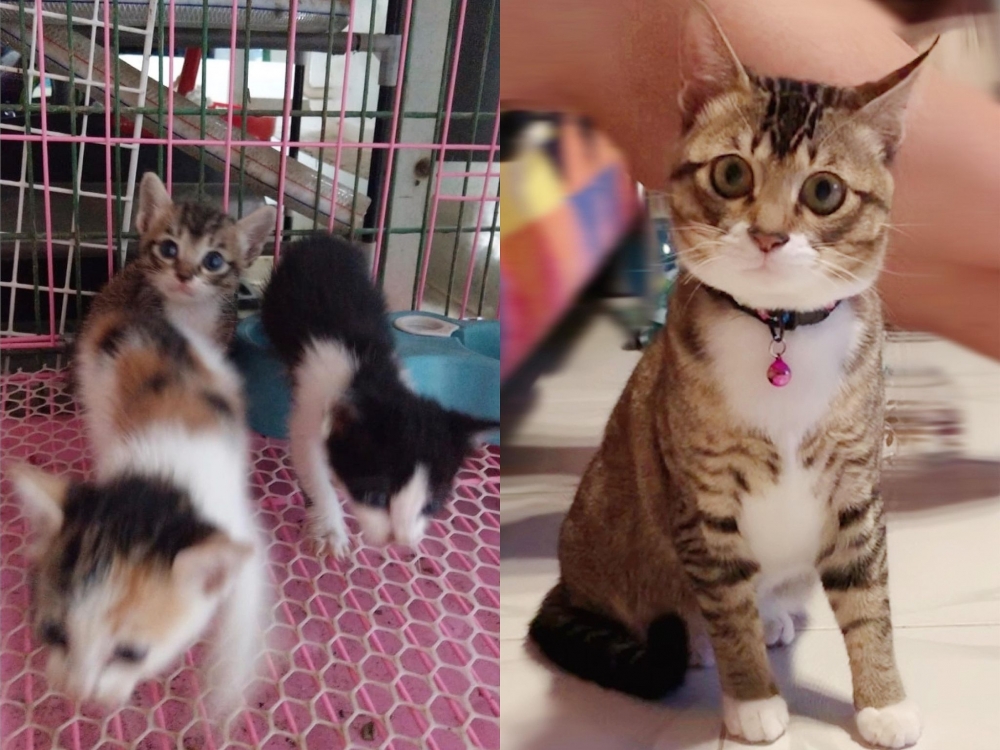 IG meow.ahchoi_siuyuk