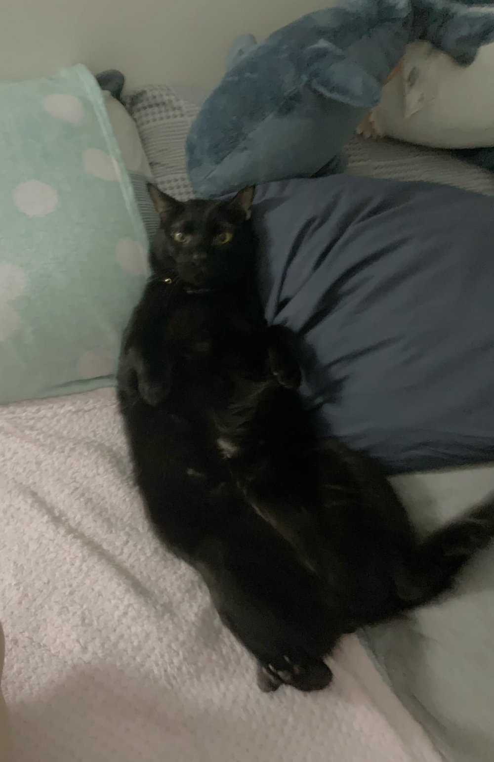 網友Hazel Yang提供