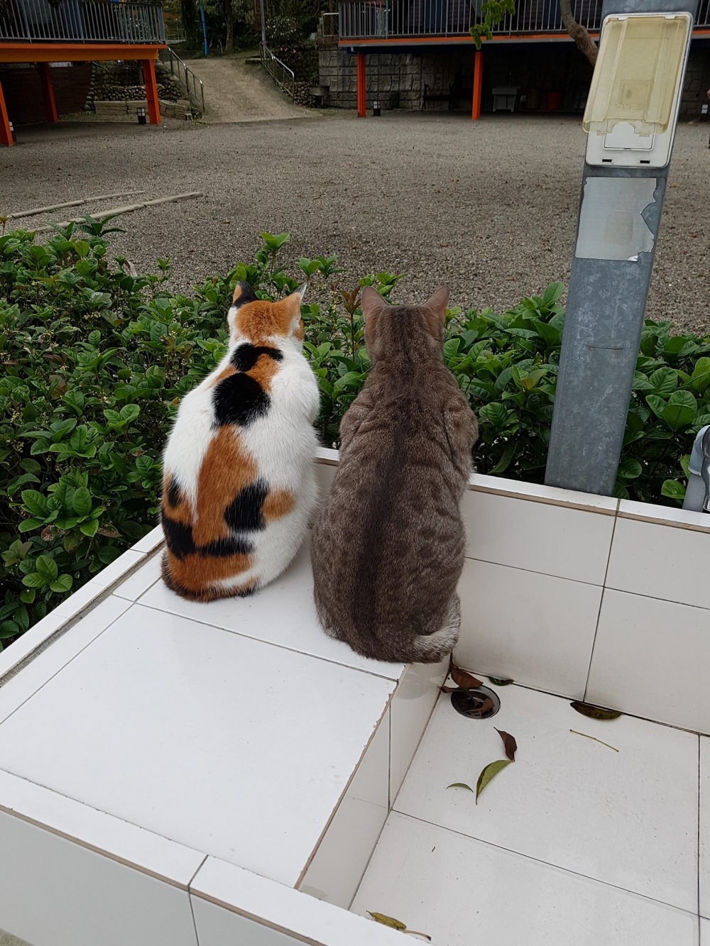 網友彭先生提供