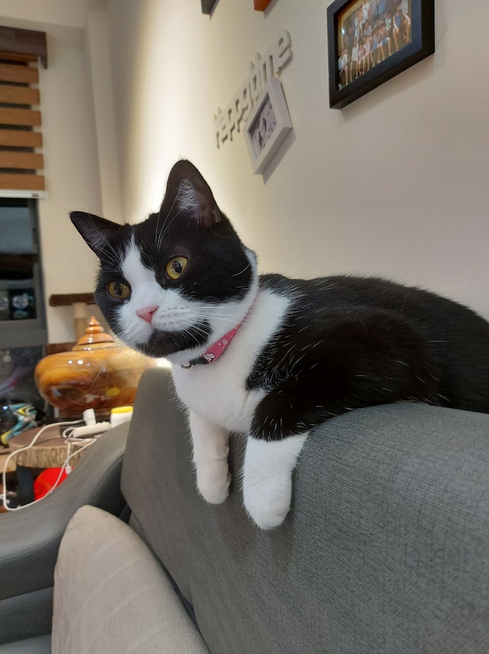 FB 寶妹＆寶迪 喵嗚