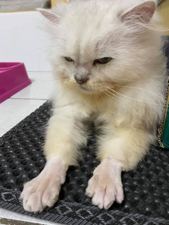 網友鄭樂慈小姐提供