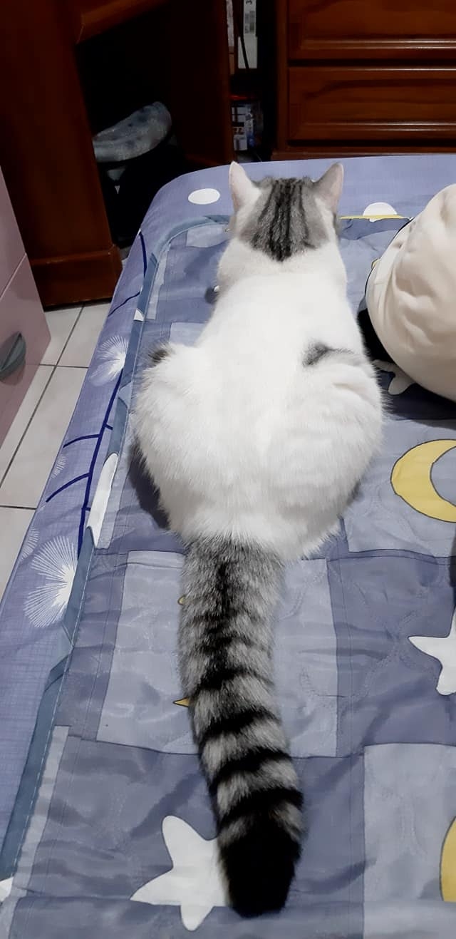 網友簡柳柳提供