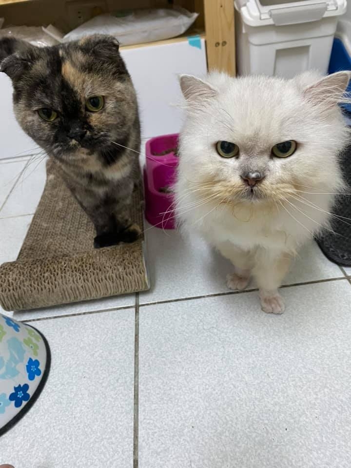 網友鄭樂慈小姐提供