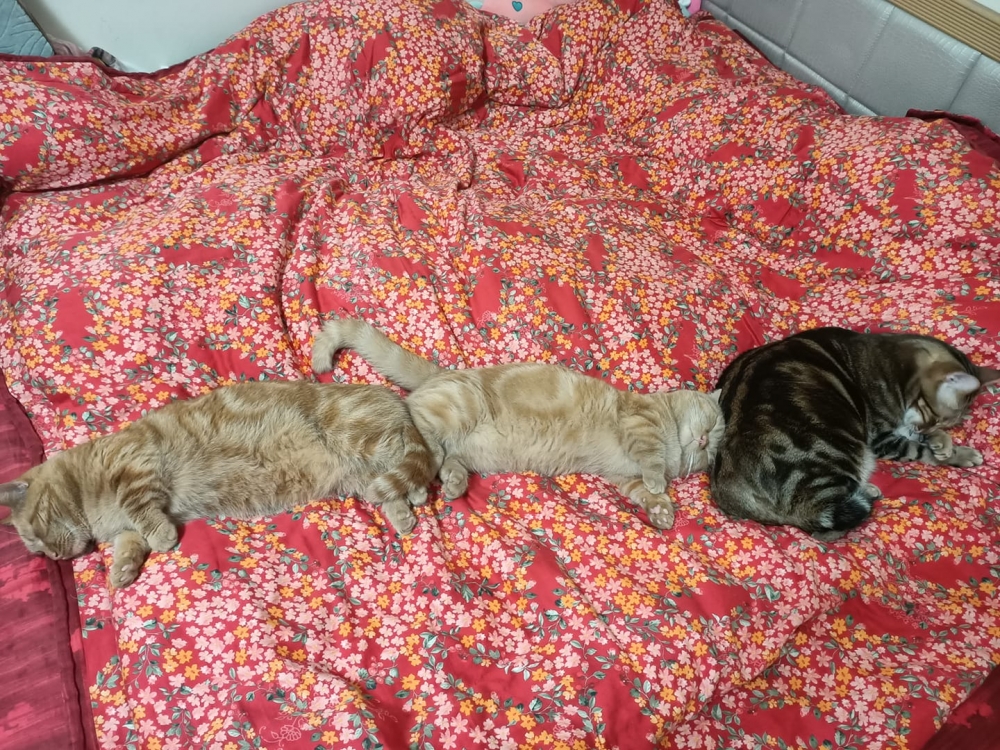 網友詹燿駿先生提供