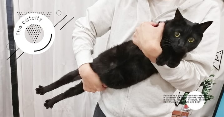 持槍上膛！日本推主抱貓姿勢奇葩，黑貓直接腳趾開花　網笑：這貓毛撢子？