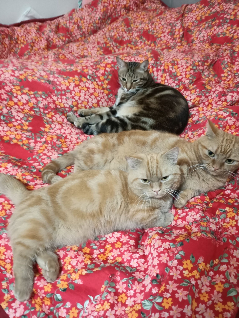 網友詹燿駿先生提供