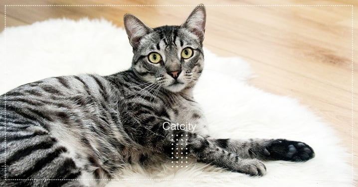 【2021貓換毛】貓奴秘技公開！4 種「日常小物」教你輕鬆清理貓毛