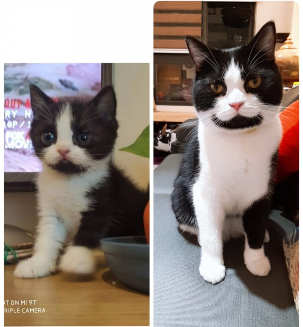 FB 寶妹＆寶迪 喵嗚