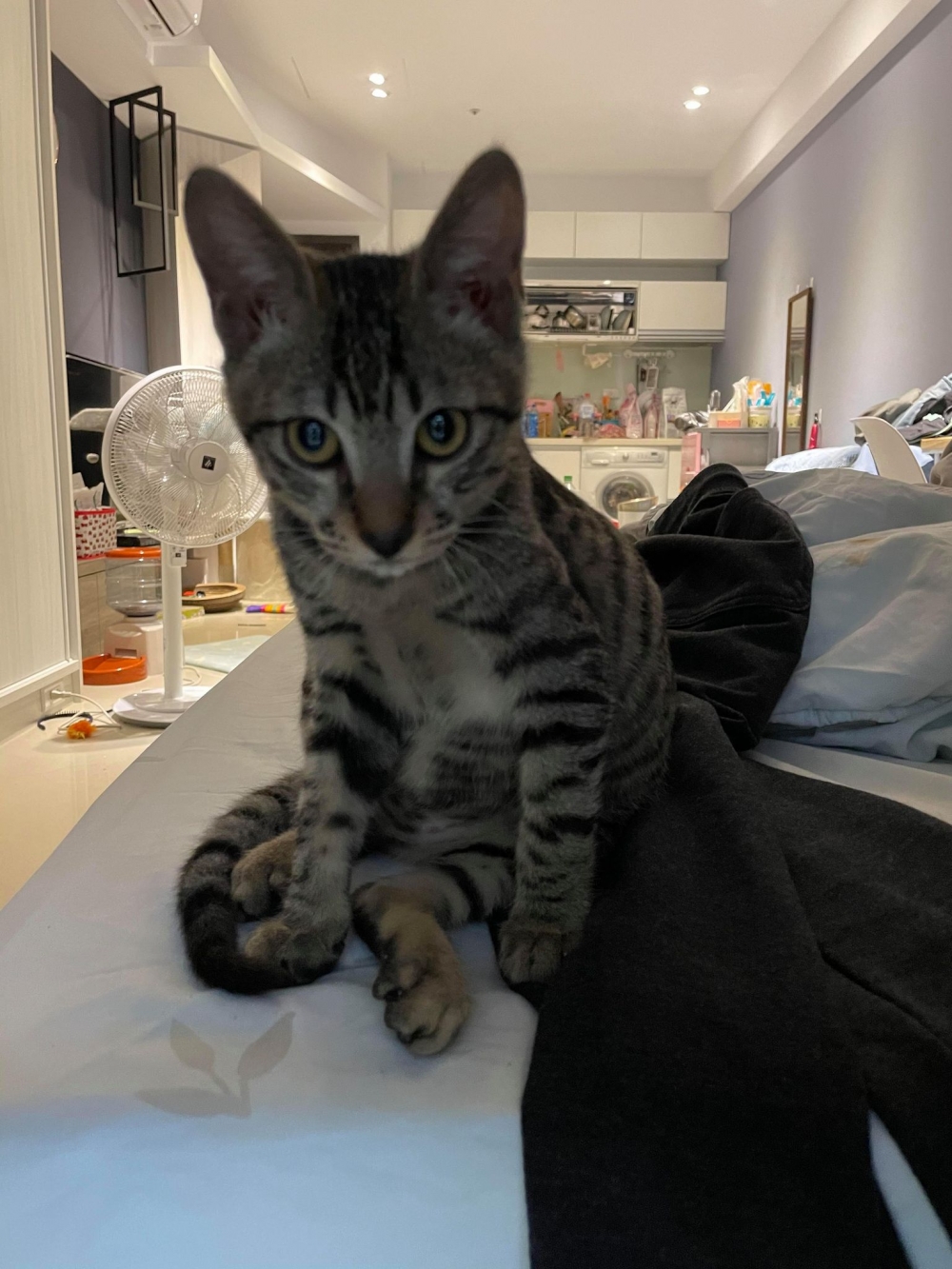 網友葉宗昀先生提供