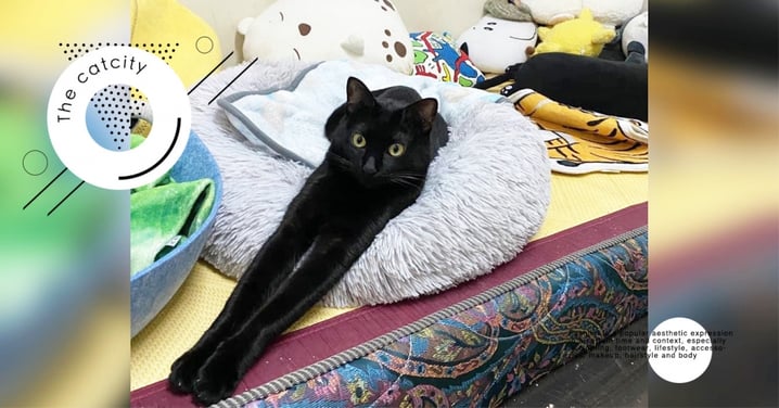 腿超長！黑貓趴床伸懶腰，雙臂拉長似猿猴　網：手有夠長