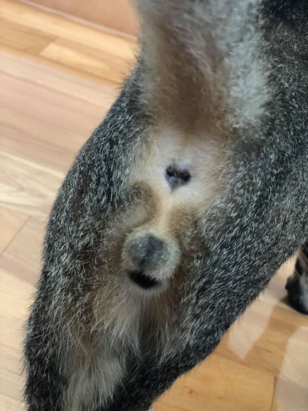 網友Calbee Li提供