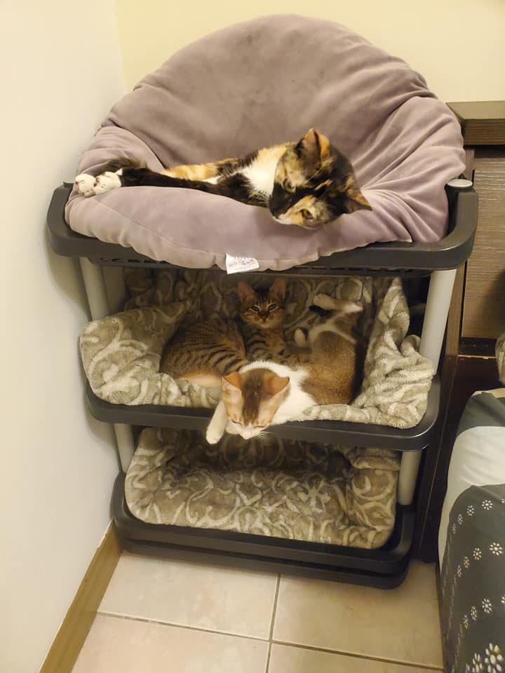 網友Lin Ruo Chiao提供