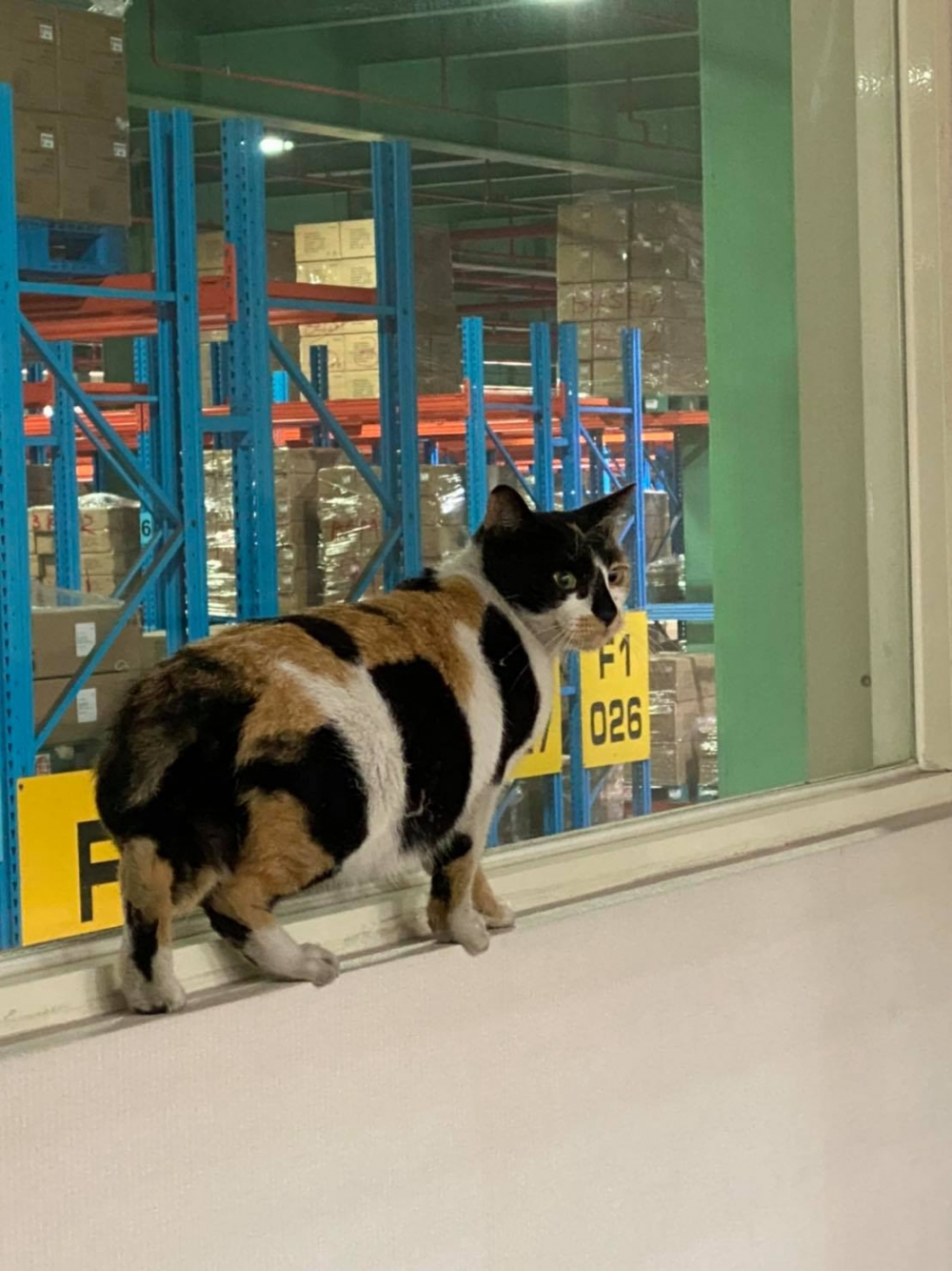 網友鄭力綺小姐提供