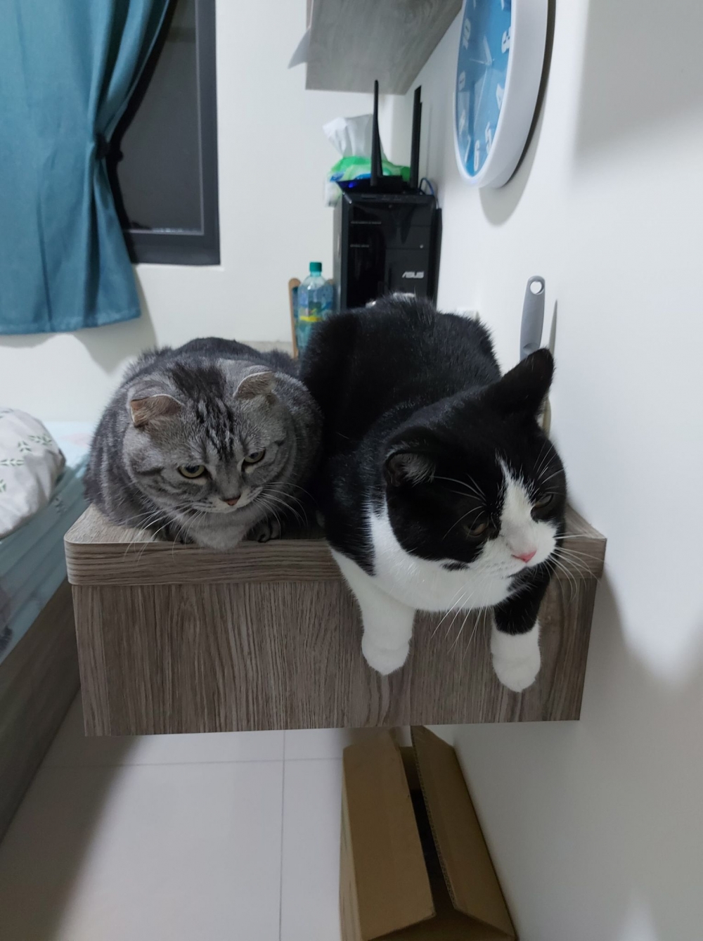 FB 寶妹＆寶迪 喵嗚