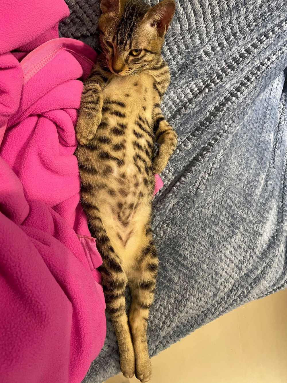 網友葉宗昀先生提供