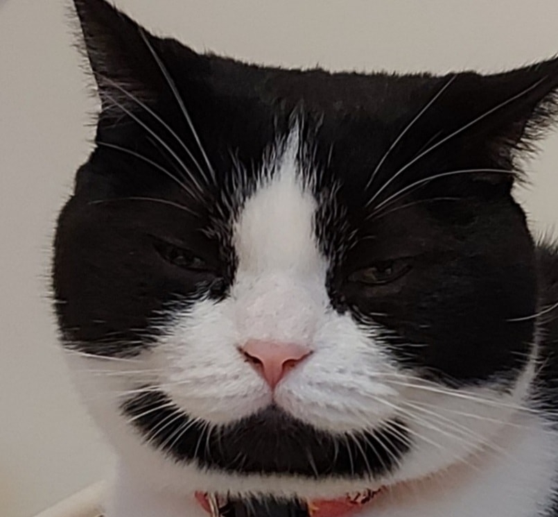 FB 寶妹＆寶迪 喵嗚