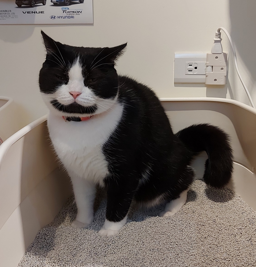 FB 寶妹＆寶迪 喵嗚