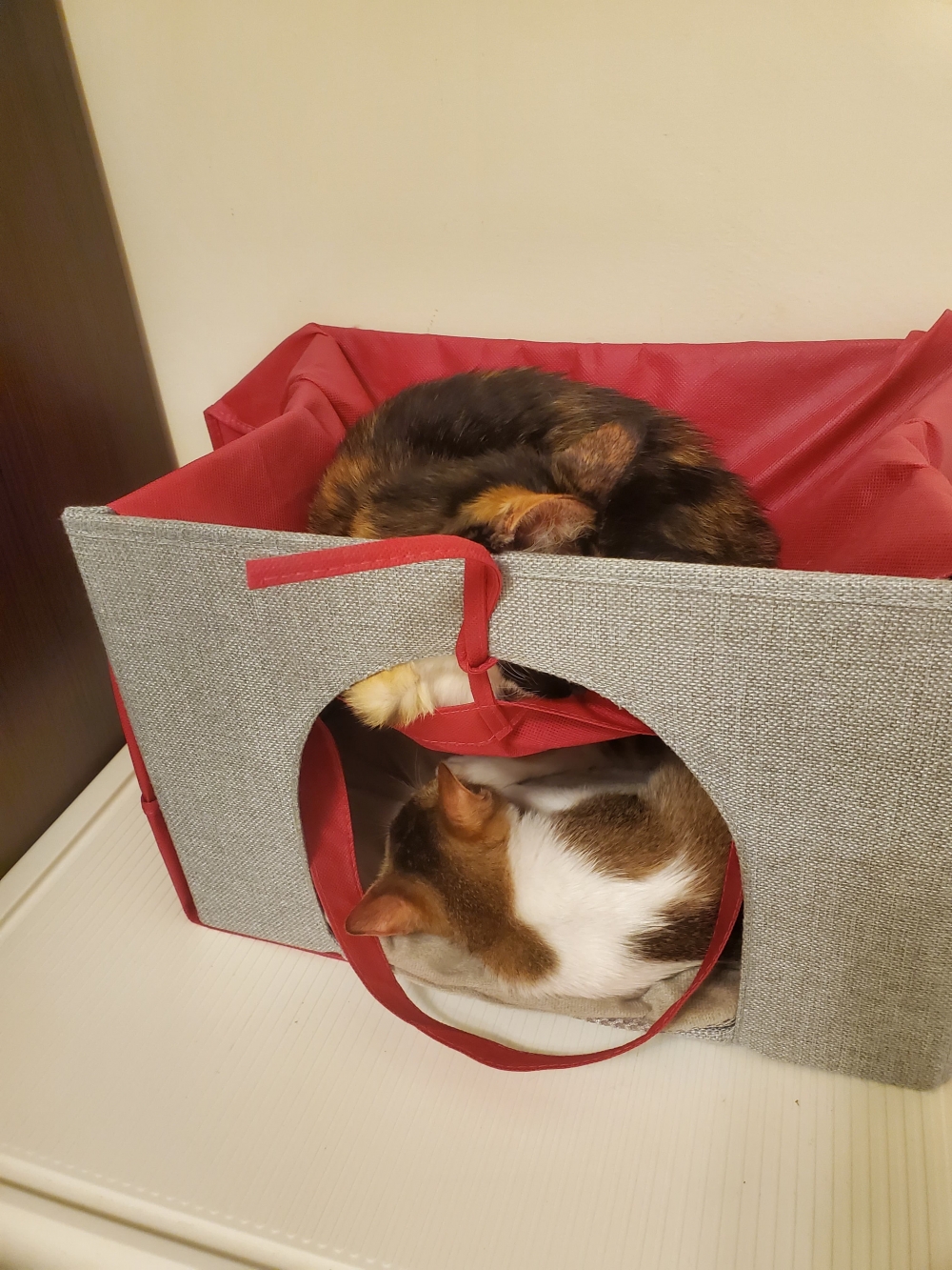 網友Lin Ruo Chiao提供